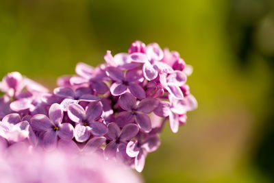 Close-up of pink flowering plant