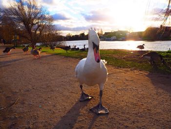 View of swans on water