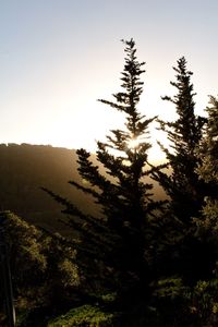Silhouette trees in forest against sky during sunset