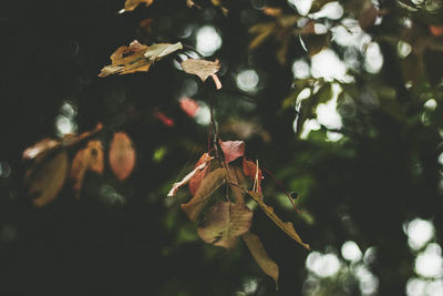 Low angle view of leaves on tree