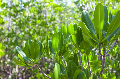 Close-up of fresh green plant