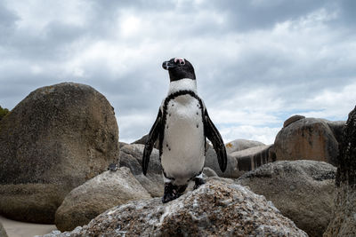 Pinguin on the beach