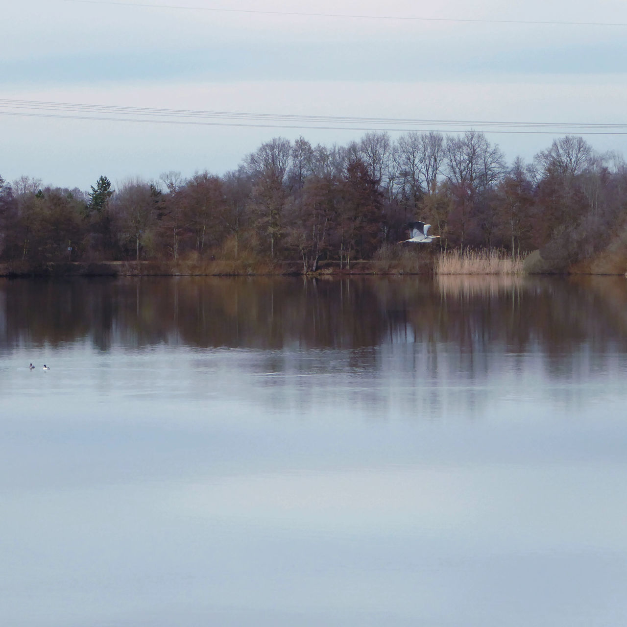 nature, tree, water, reflection, sky, no people, tranquil scene, lake, scenics, beauty in nature, outdoors, tranquility, day, growth, animals in the wild, animal themes