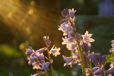 Close-up of purple flowers