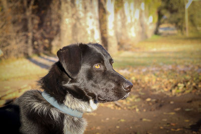 Close-up of dog looking away