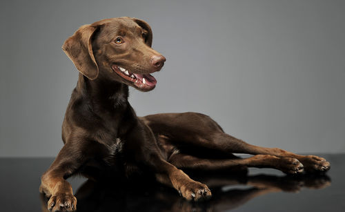 Close-up of dog against white background