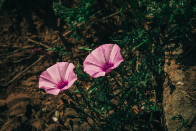 Close-up of pink cosmos blooming outdoors