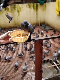 Close-up of hand holding feeding pigeon