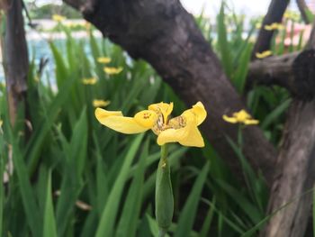 Close-up of yellow flower blooming outdoors