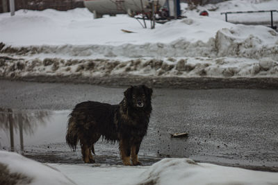 Dog standing on snow covered land