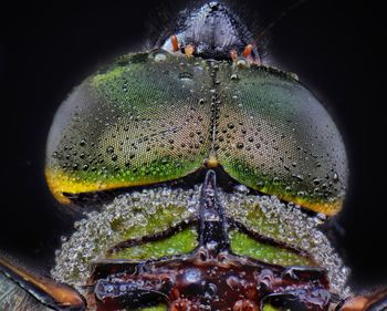 Close-up of insect over black background