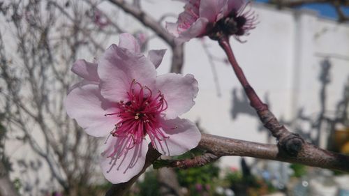 Close-up of pink flower