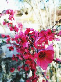 Close-up of pink flowers