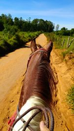 Close-up of horse on field against sky