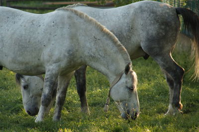 Horses grazing in a field