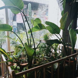 Close-up of potted plants in greenhouse