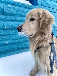 Portrait of dog with snowy snout on a city sidewalk in winter, bright blue wall in background 