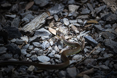 High angle view of lizard on land