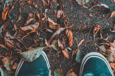 Low section of person standing on autumn leaves