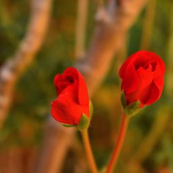 Close-up of red poppy blooming outdoors