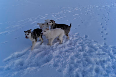 Dogs on snow field against sky