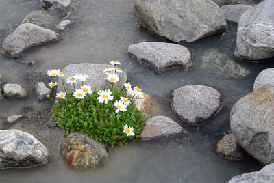 High angle view of flowers in water