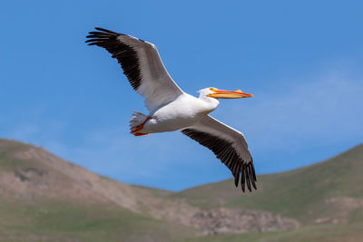 Low angle view of pelicanflying