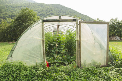 Greenhouse with fresh green plants