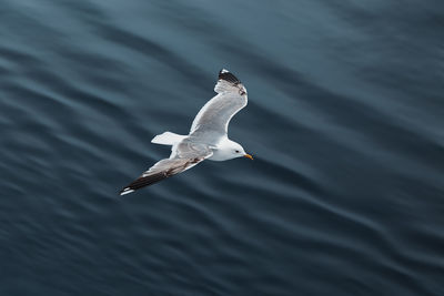 Bird flying over sea