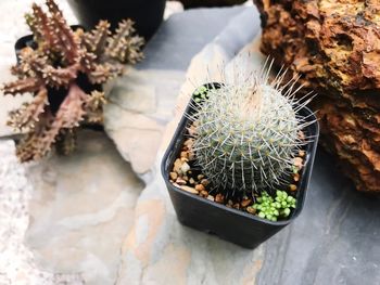 High angle view of cactus plant