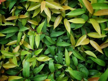 Full frame shot of green leaves