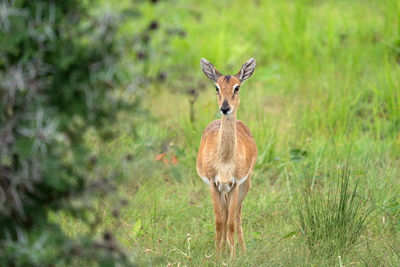 Portrait of deer standing on field