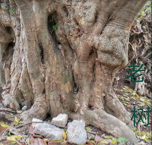 Full frame shot of tree trunk