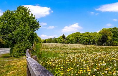 Scenic view of grassy field against sky