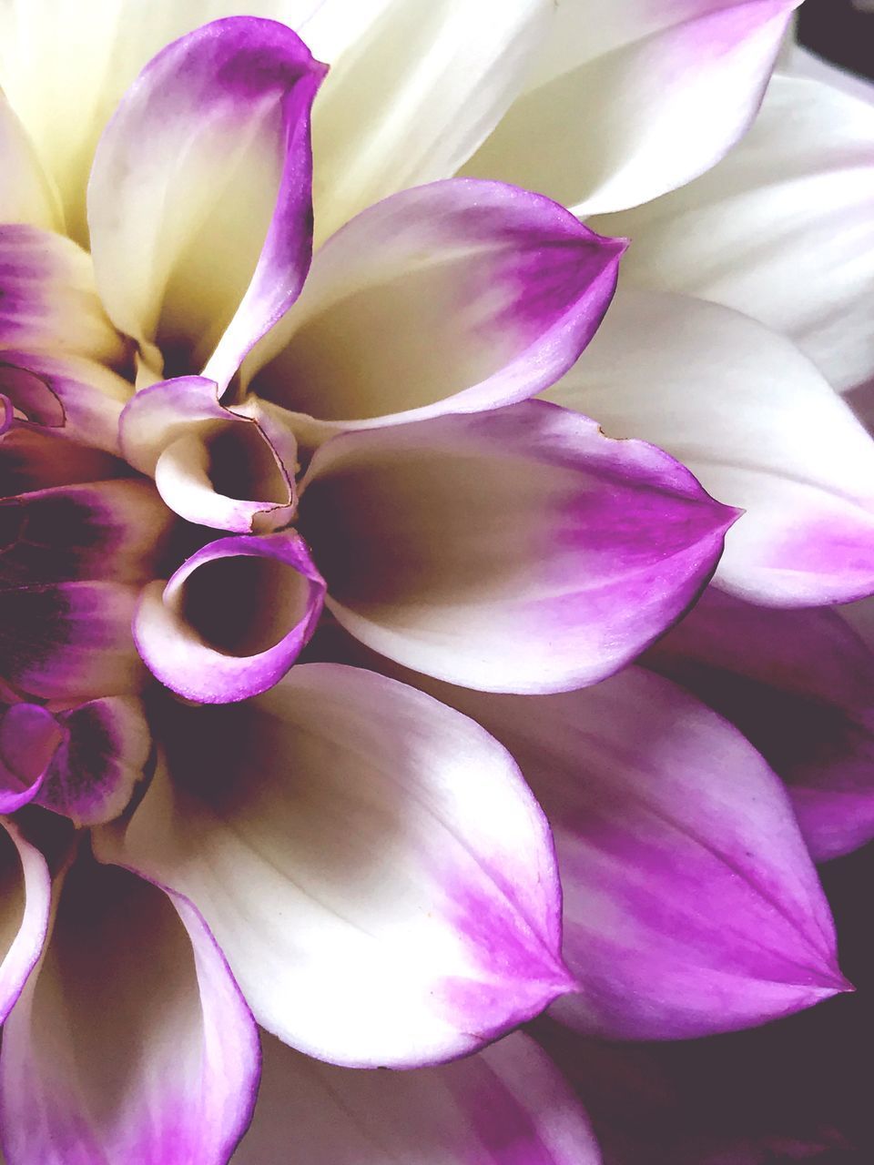 CLOSE-UP OF PINK DAHLIA