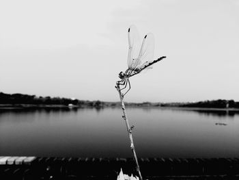 Reflection of plants in water