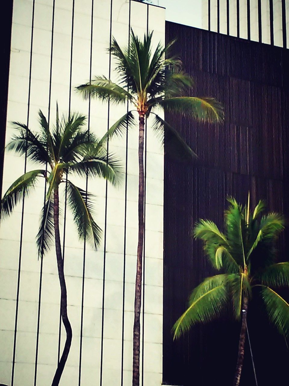 palm tree, growth, leaf, green color, tree, plant, low angle view, palm leaf, nature, tree trunk, green, growing, outdoors, day, no people, sky, coconut palm tree, beauty in nature, close-up, tranquility, lush foliage, leaves