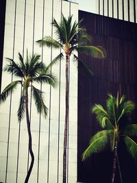 palm tree