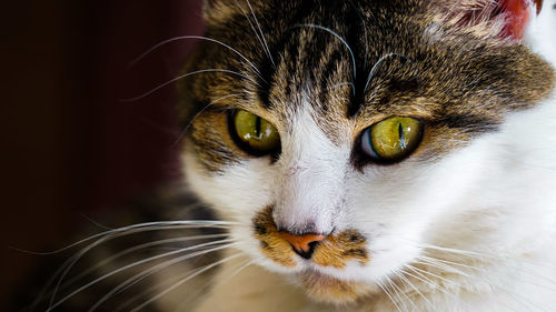 Close-up portrait of a cat