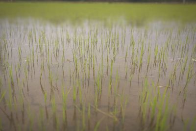 Scenic view of rice field