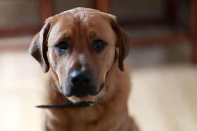 Close-up portrait of dog