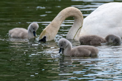 Swans swimming in lake