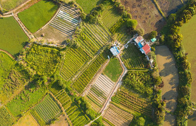 High angle view of agricultural field