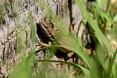 Close-up of insect on tree trunk