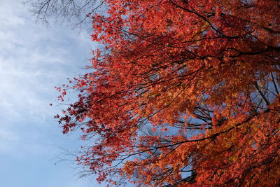 Low angle view of flowering tree against sky during autumn