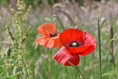 Close-up of red flowers