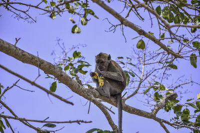 Low angle view of monkey on tree