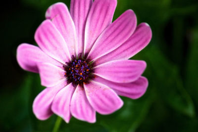 Close-up of cosmos blooming outdoors
