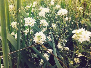 Close-up of white flowers