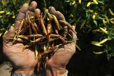 Cropped hand of man holding chili peppers